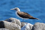 Blue-footed Boobyborder=